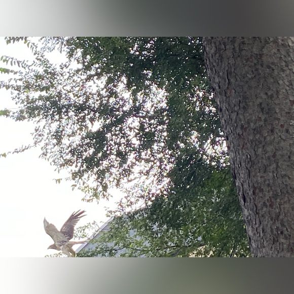 Meet your Posher, Emese - Picture 6 of 6